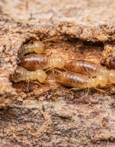 close-up-of-worker-termites