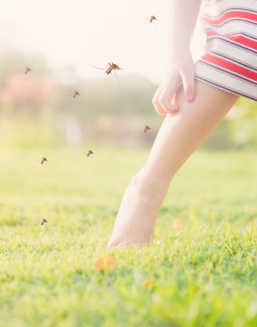 mosquito-control