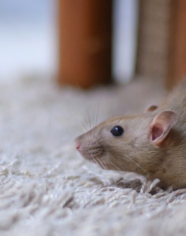 rodent-control