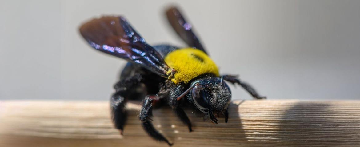 carpenter bee