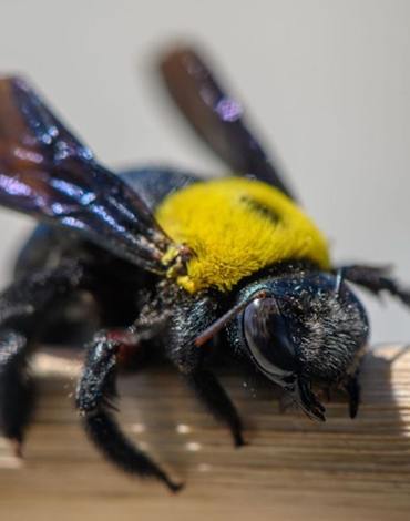 carpenter bee