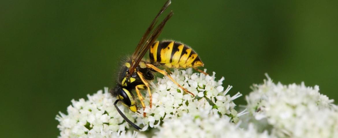 yellow jacket