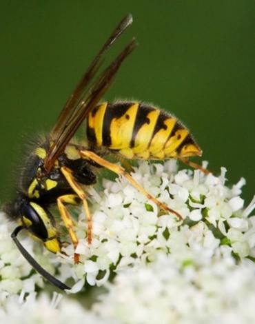 yellow jacket