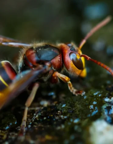 hornet control