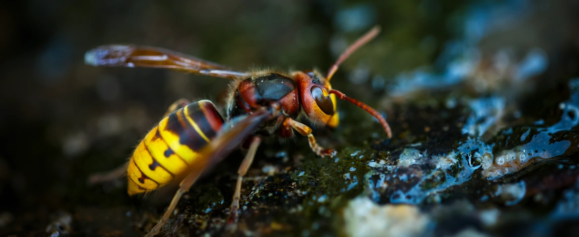 hornet control