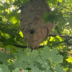 Hornets Nest