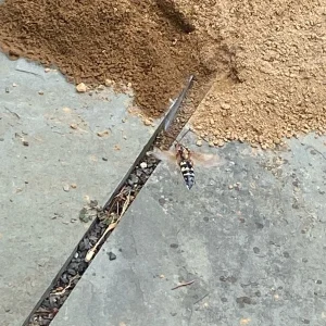 Cicada Killer Wasp in Flight