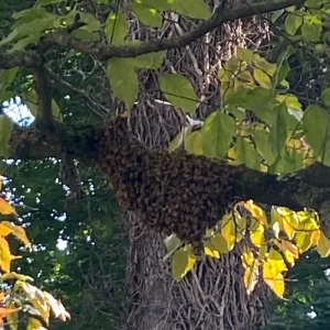 Honey Bees Swarming on Branch
