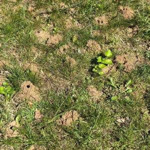 Ground Bee