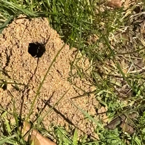 Ground Bee