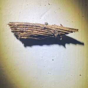 Termite Damage and visible gallies in piece of wood