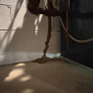 Termite Mud Tunnel