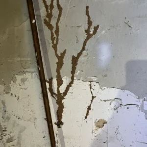 Termite Mudtube