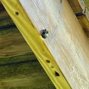 Carpenter Bee Entrance Holes