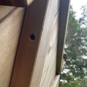 carpenter bee entryhole