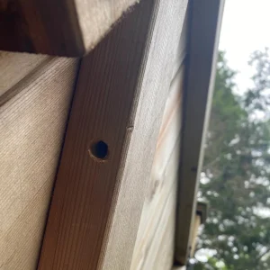 Carpenter Bee Entrance Hole