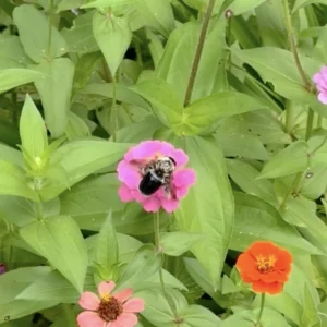 Carpenter Bee on Flower
