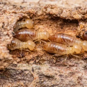 close up of worker termites