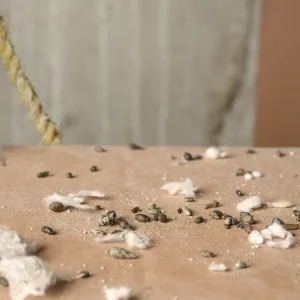 mouse droppings