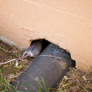 mouse hole next to pipe