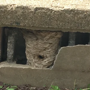 wasp nest
