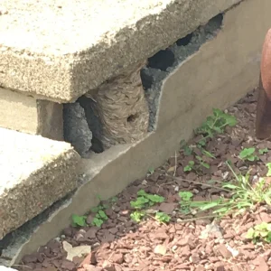 wasp nest under stairs