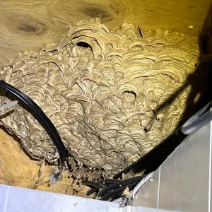 yellow jacket nest